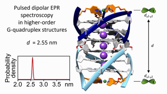 Picture of a G-Quadruplex Dimer which shows the measured the distance