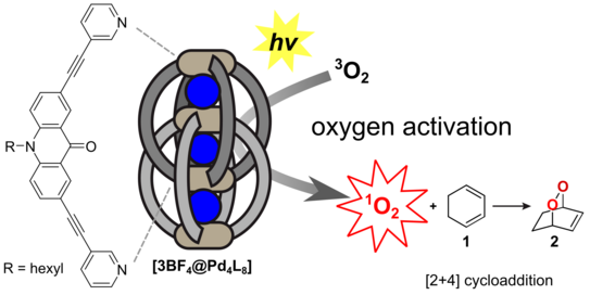 Highlight Publications 2020-02 Schematic representation of an arcridone-based interpenetrated double cage, that acts as a photosensitizer for singlet oxygen which reacts in a Diels-Alder reaction.