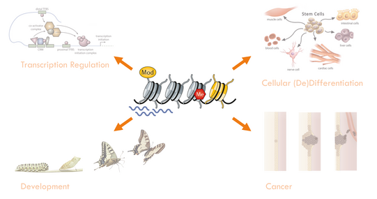 Research Summerer Research Summerer