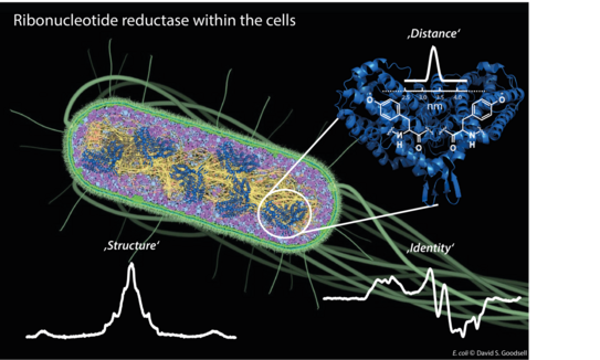 Picture of E.coli with an EPR spectrum