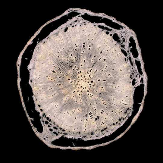 Cross section after cryosectioning Cross section after cryosectioning