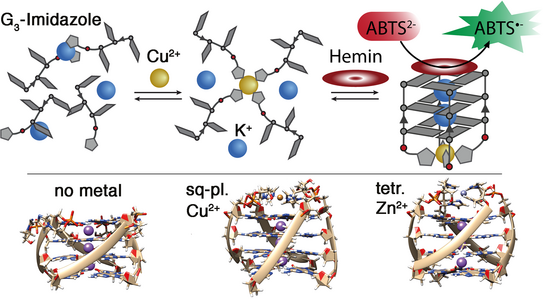 Highlight Publications 2019-01 Schematic representation and molecular dynamics-derived structures of an imidazole-modified G-quadruplex that acts as metal-triggered peroxidase.