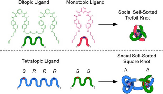 Schematic drawing of a self-sorted molecular knot