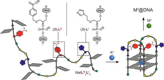 Highlight Publications 2020-01 Schematic representation of a ligand-modified oligonucleotide, that folds into a G-quadruplex structure giving rise to a heteroleptic chelate environment suitable for transition metal binding.