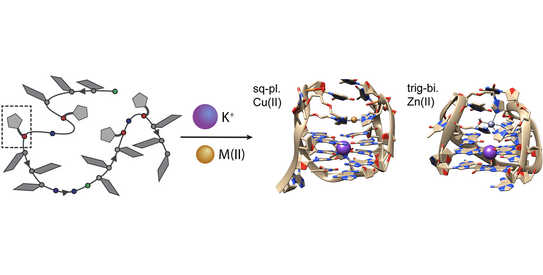 Highlight Publications 2019-08 Schematic representation of an imidazole-modified oligonucleotide, that folds into G-quadruplex structures with tailored ligand environments suitable for binding of copper or zinc ions.