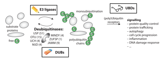 Research Illustration Research Illustration