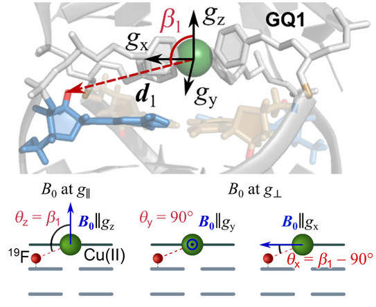 Picture of a G-quadruplex DNA with a schematic representation of measured ENDOR signals between a installed copper complex and a fluorine atom