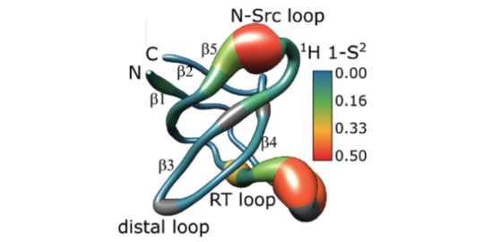 Protein display Protein display