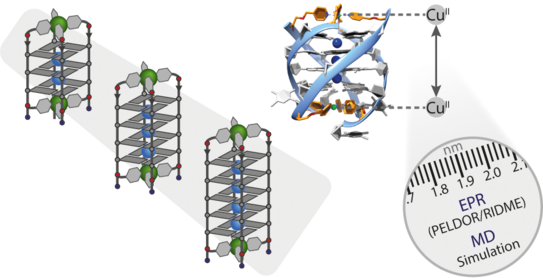 Highlight Publications 2018-03 Schematic representation of the copper-copper distance in di-copper DNA G-quadruplexes of different size.