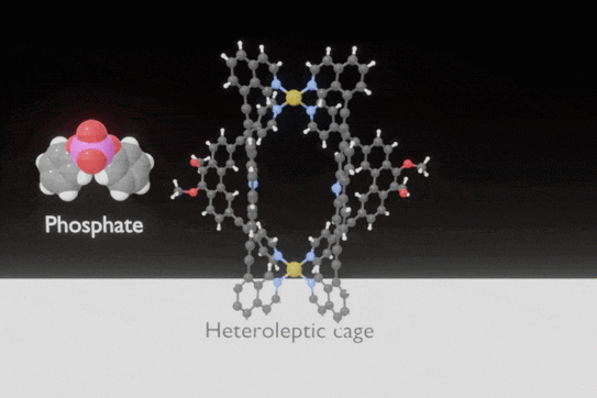 Animated gif showing phosphate binding in a Pd2L4 cage