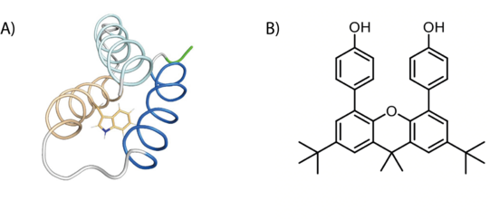 Schematic representation of amino-acid radicals (A) and DPX (B).