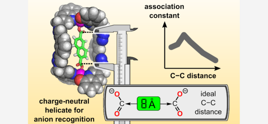 TOC figure showing the size selectivity of a charge-neutral zinc(II) helicate towards dicarboxylate guests