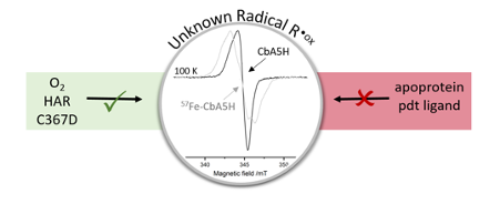 TOC picture showing the detection of an unkown radical signal