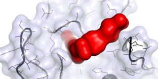 Wirkstoffmolekül im Komplex mit einem krebsrelevanten Zielprotein